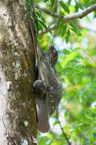 Cynocephalus variegatus et son petit